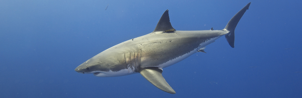 Great White Sharks in New England: “Jaws” or Treasure? Shark Expert To